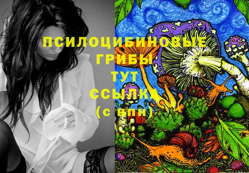 Псилоцибиновые грибы Cubensis  Невинномысск 