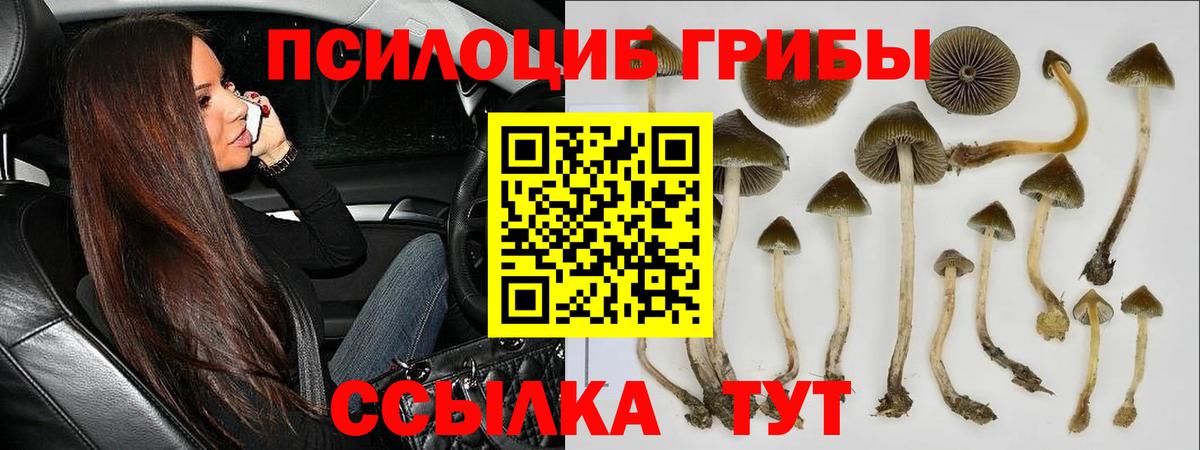 наркота  Невинномысск  Галлюциногенные грибы Cubensis 